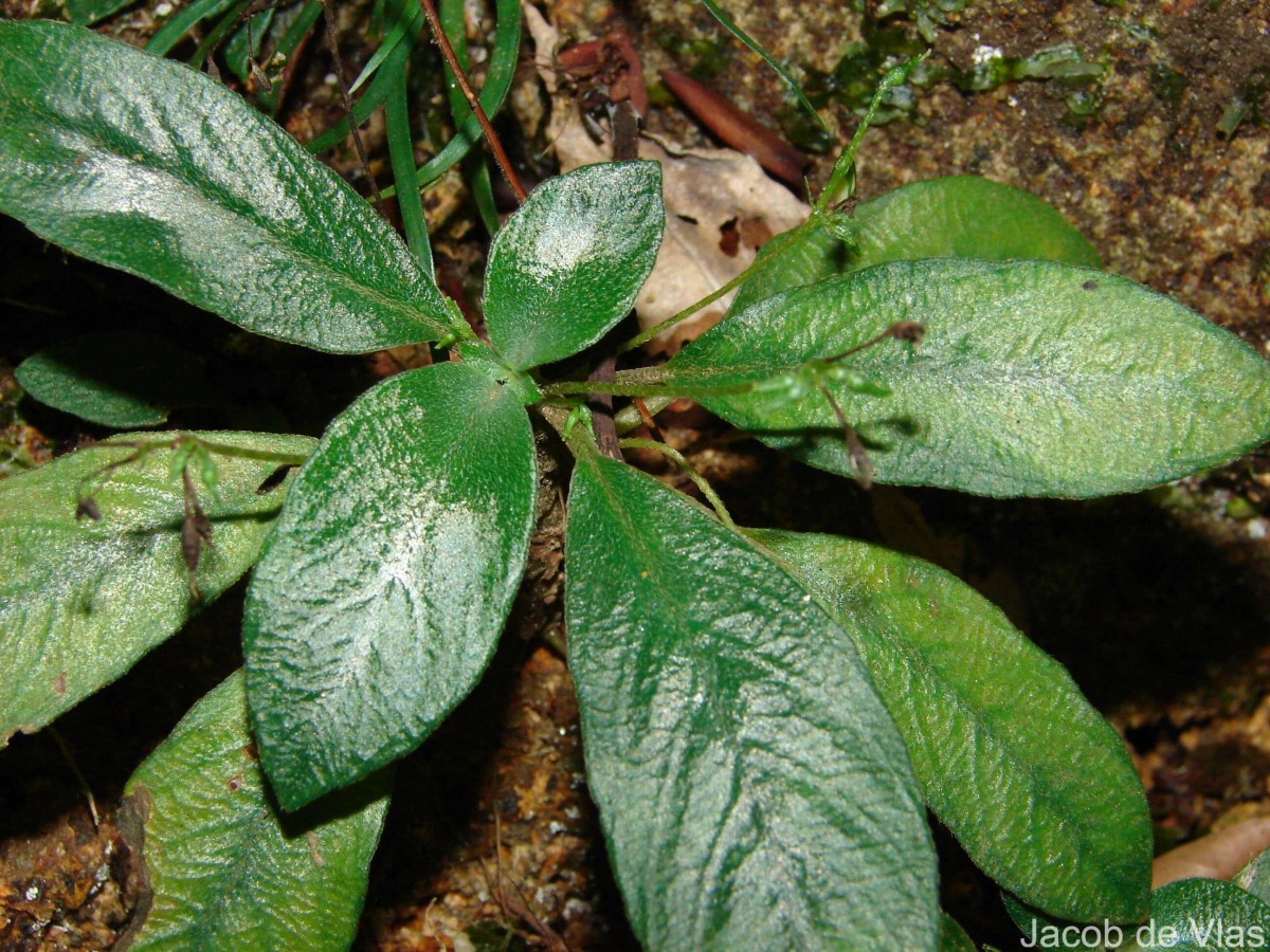 Championia reticulata Gardner